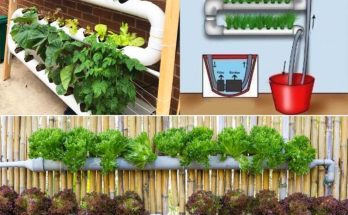 DIY Hydroponics Growing System: Build Your Own Sustainable Garden at Home