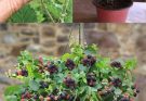 How to Grow Blackberries at Home in Pots: A Step-by-Step Guide