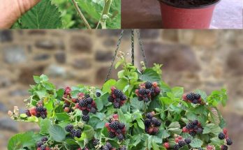 How to Grow Blackberries at Home in Pots: A Step-by-Step Guide