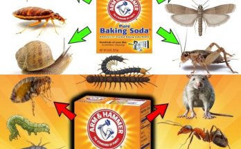 The Wonders of Baking Soda in Natural Pest Control