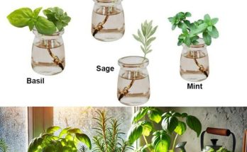 Growing Herbs in Water: A Simple and Space-Saving Method for Fresh Greens