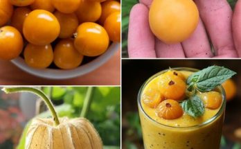 Goldenberries (Physalis peruviana): A Nutrient-Packed Superfruit for Health, Vision, and Beyond