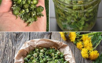 Dandelion Buds: A Forager’s Treasure and How to Turn Them into Tangy Capers