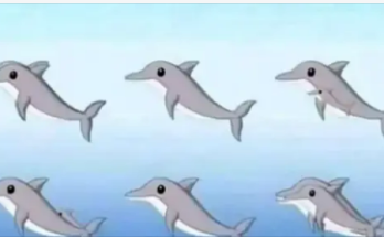 How Many Dolphins Are in the Picture?