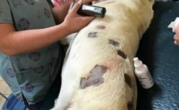 She Believed The Dog Had Numerous Bites, But The Doctor Examined It More Closely And Called The Police