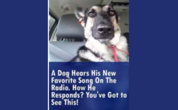 Dog Hears His New Favourite Song on the Radio.