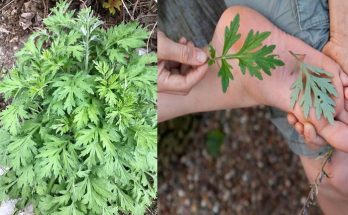 The Multifaceted Benefits of Mugwort – Uncovering the Wonders of This Remarkable Herb