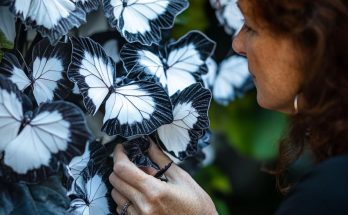 The Haunting Allure of the Moonlight Butterfly Begonia: A Botanist’s Nightmare