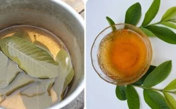 The Benefits of Guava Leaves Tea – A Comprehensive Exploration of Nature’s Multifaceted Elixir