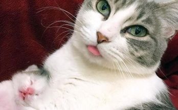 45 Of The Funniest Cat Bleps Guaranteed To Bring Avid Cat Lovers Joy