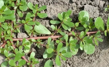 Purslane: The Overlooked Superfood Packed with Incredible Health Benefits