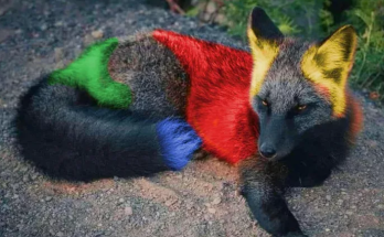 The Enigmatic Beauty of Cross Foxes: Nature’s Unique Color Variants