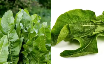 The Extraordinary Benefits of Horseradish Leaves: Unlocking Wellness and Culinary Versatility