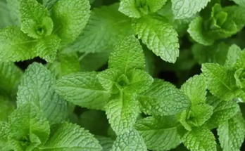 The Versatile Mint: Unlock Its Health Benefits, Uses, and Daily Potential