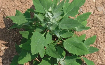 Lamb’s Quarters (Wild Spinach): The Underrated Superfood Packed with Health Benefits