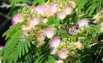 Unlocking the Power of Albizia julibrissin (Mimosa Tree): 20 Incredible Benefits and How to Use It