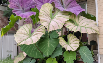 Taro (Colocasia esculenta): A Nutritional Powerhouse from Root to Leaf