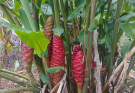 Wind Ginger: A Traditional Remedy for Cirrhosis and Beyond