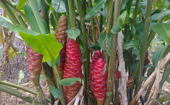 Wind Ginger: A Traditional Remedy for Cirrhosis and Beyond