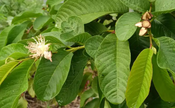 25 Incredible Benefits of Guava Leaves: Unlocking Nature’s Hidden Gem