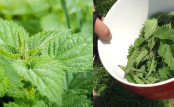 The Importance of Nettle Fertilizer and Insecticide: How to Make and Use Them in Your Garden