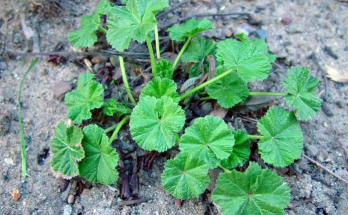 Discover the Hidden Health Benefits of Common Mallow: Nature’s Nutritional Gem