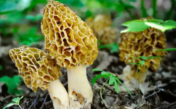 The Enchanting World of Morel Mushrooms: Types, Benefits, and Safe Usage