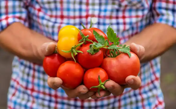 Elevate Your Vegetable Garden with Aspirin: A Surprising Growth Secret