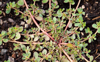 Purslane: The Overlooked Superfood Packed with Health Benefits