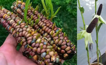 How to Grow Purple Corn in Recycled Buckets: A Step-by-Step Guide