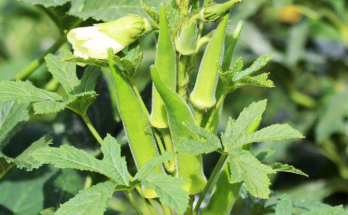 The Incredible Health Benefits and Uses of Okra