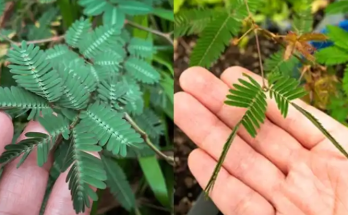 The Healing Power of Mimosa Pudica: 10 Health Benefits and How to Use This Remarkable Plant