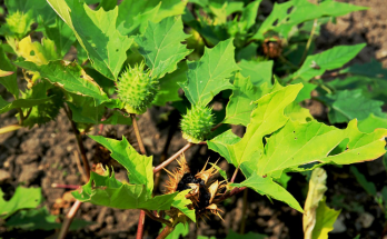 Datura Stramonium: The Enchanting Yet Dangerous Thorn Apple Plant