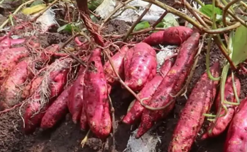 A Complete Guide to Growing Sweet Potatoes in Soil Bags