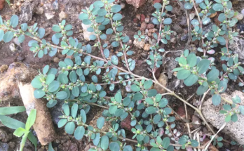 Euphorbia Prostrata: Nature’s Hidden Remedy for Wellness