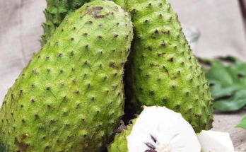 10 Health Benefits and Uses of Soursop Leaves and Fruit