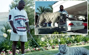 Mike Tyson paid $50,000 each for his famous pet tigers and kept them until one “ripped someone’s arm off” and cost him $250,000 in compensation