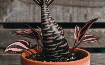 The Allure of Mermaid Tail Plants – Enchanting Succulent Wonders that Captivate