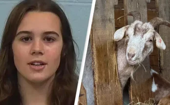 17-year-old girl charged with animal cruelty after 'poisoning her rival's show goat'