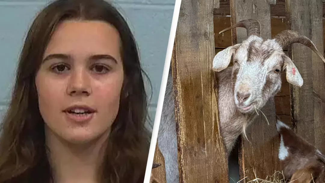 17-year-old girl charged with animal cruelty after 'poisoning her rival's show goat'