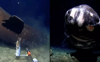 Scientists discover terrifying deep-sea creature after dropping camera to bottom of dark trench