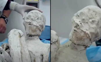 Further mystery in case of 'alien mummies' as two more corpses are found