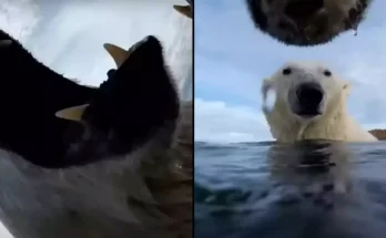 Scientists were left in shock after seeing results when attaching camera to group of polar bears