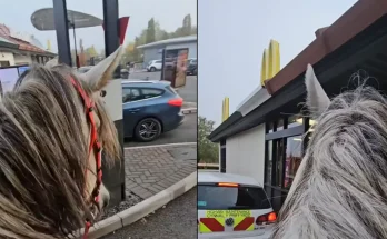 Man rides horse through McDonald's drive-thru to see if he'll still get served