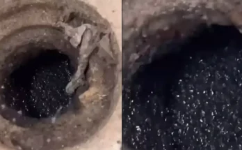 Brits warned to pour boiling water down drains immediately if they see these strange creatures