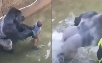 Major theory about what Harambe was going to do with child who fell in enclosure