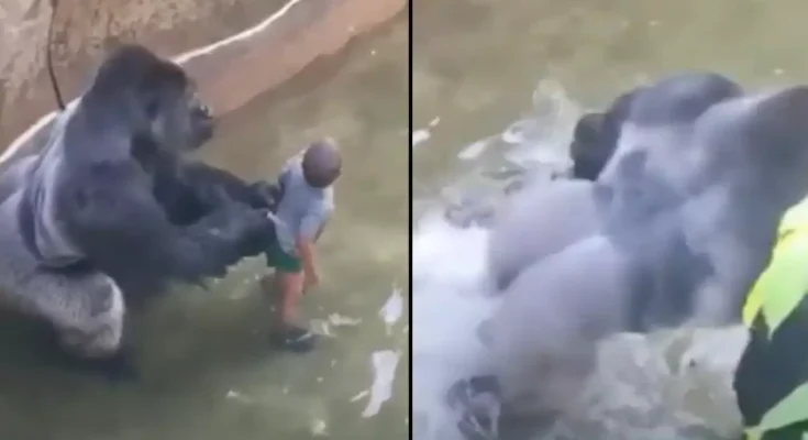 Major theory about what Harambe was going to do with child who fell in enclosure