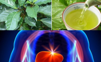 The Benefits of Fig Leaf Juice and How to Use It