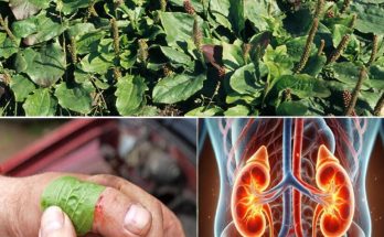 Unveiling the Hidden Power of Plantago Major: The Herbal Remedy You’ve Overlooked