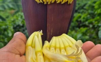 The Incredible Health Benefits of Banana Flowers: A Superfood You Shouldn’t Ignore 🌸🍌